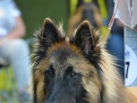 TV 03 Bester Jugendhund Cooper von der kleinen Butze